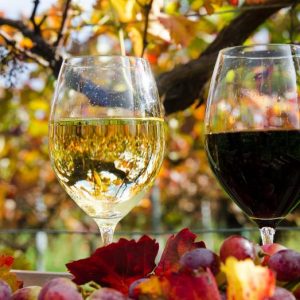 HARVEST PARTY 2020